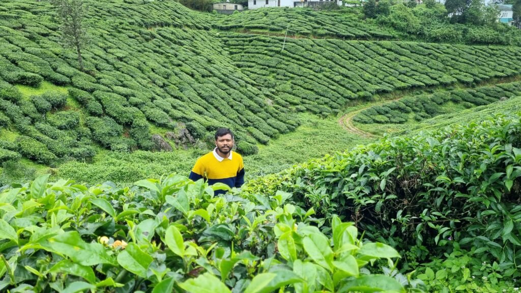 Tea Gardens